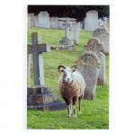Fig B18 HASTINGS FUNERAL – Sheep warch cortege sml