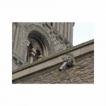 Fig B9 GARGOYLE TOWER sml